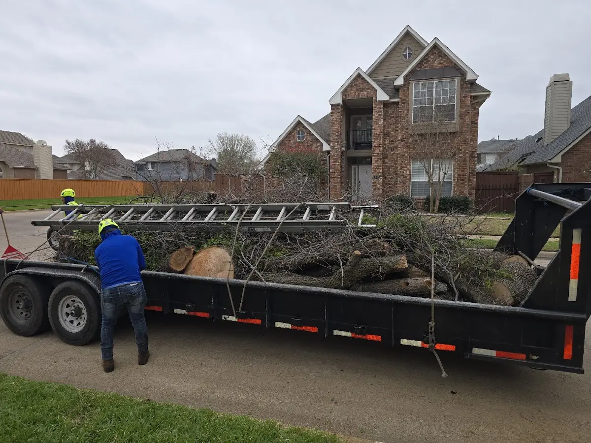 Expert Tree Removal with proper safety equipment in Angola